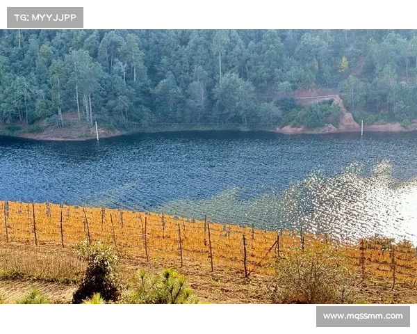 冬日湖边的温暖阳光与美丽景色相映成趣的静谧时光探索