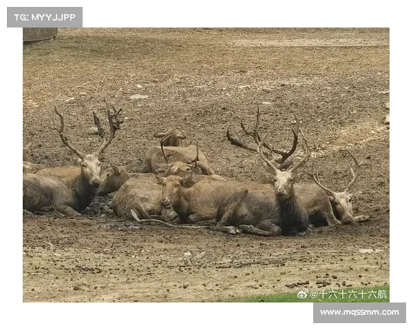 揭秘拉梅尔鲍尔为何被称为三球 深入分析背后的故事与意义